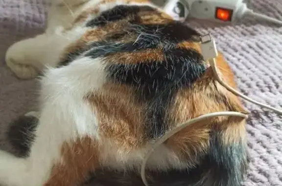 Кошки потеряшки, Кострома, фото: Потеряшка кошка, 7-я Рабочая, 12, Кострома