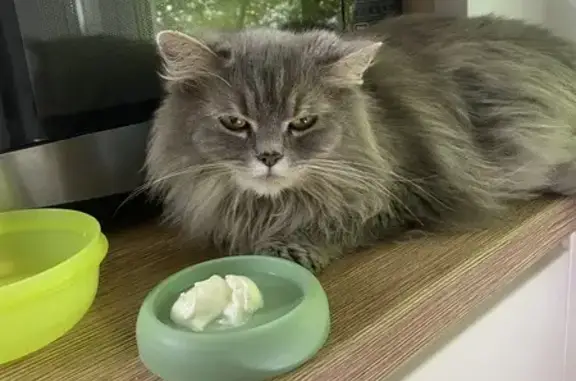 Кошка найдена: Петрозаводская 15, Москва