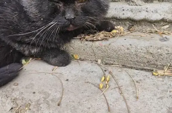 Найдена кошка, , фото: Найдена черная кошка, Добролюбов 56, Ташкент