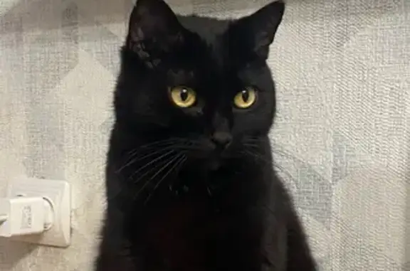 Кошки потеряшки, Шуя, фото: Потеряшка кошка, Фабричный пер. 11, Шуя