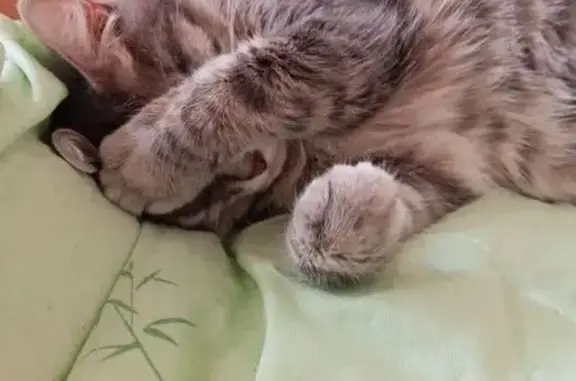 Кошки потеряшки, Екатеринбург, фото: Потеряшкаи кошки, ул. 40-Летия Комсомола, 31