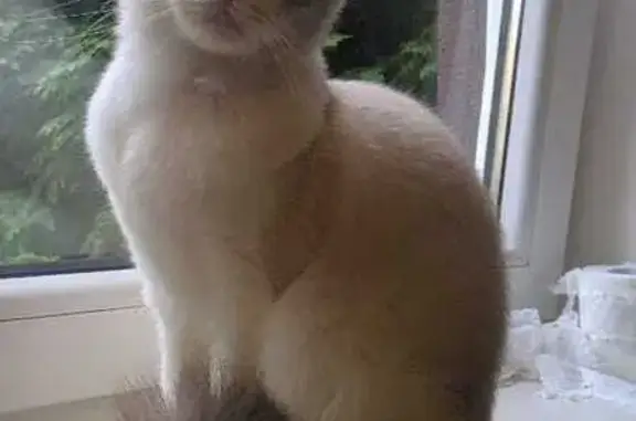 Объявления о пропавших и найденных животных, Калининград, фото: Пропала кошка, Радищева 80, Калининград