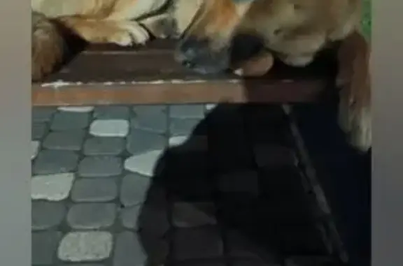 Собака найдена: Университетская 5, Иннополис