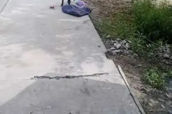 Собака найдена на Балтийском шоссе, Калининград