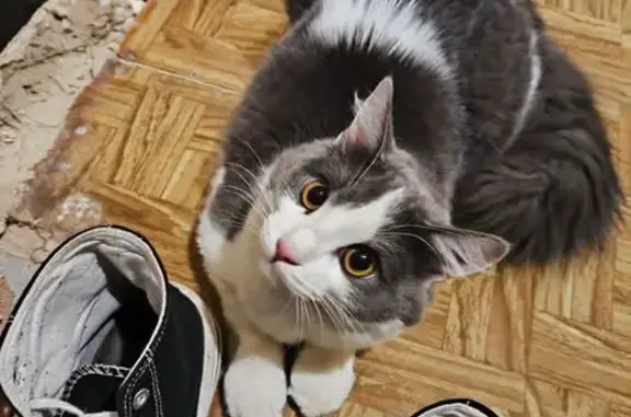 Объявления о пропавших и найденных животных, Тамбов, фото: Пропал кот Федор, Астраханская 170, Тамбов