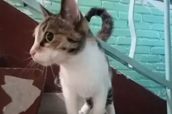 Найдена кошка, Хабаровск, фото: Кошка найдена: ул. Королева, 12А, Хабаровск
