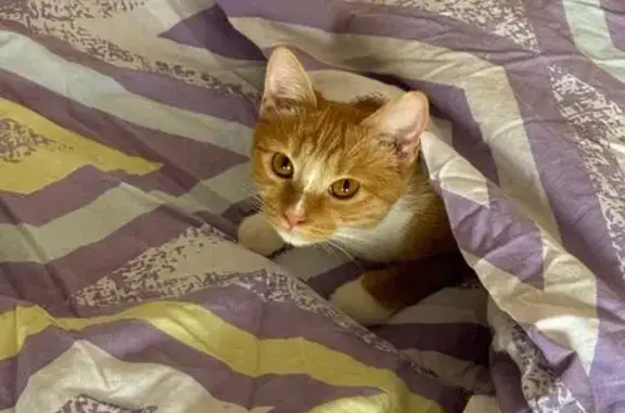Пропала кошка, Красноармейская 4А, Нахабино