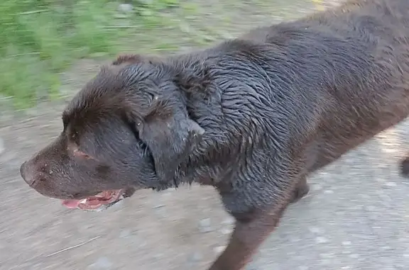 Найдена собака, Майма, фото: Найдена собака, Советская 49, Майма