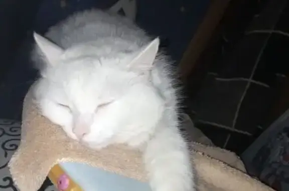 Потерянные животные Оренбург, фото: Пропала кошка Люся, ул. Юн. Ленинцев 1