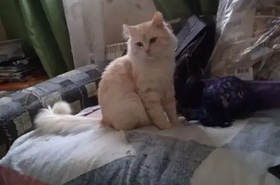 Пропала кошка в Лукино, МО