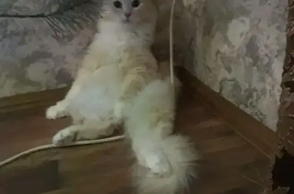 Кошки потеряшки, Шумиха, фото: Потеряшка кошка, ул. Советская 115, Шумиха