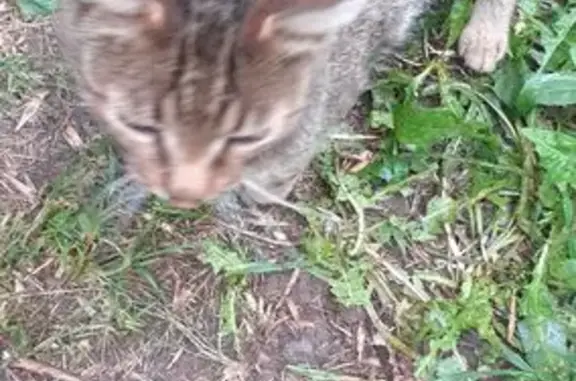 Кошка найдена, Уфа, ул. Рабкоров, 22к2