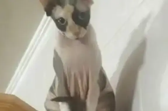 Кошки потеряшки, , фото: Потеряшка кошка: 8GPPV85G+8P