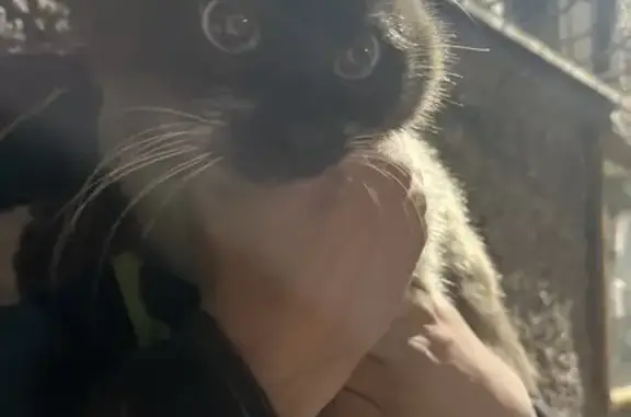 Кошка найдена на Украинском бульваре, 28