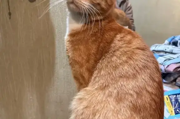 Кошки потеряшки, Москва, фото: Потеряшка кот на Братеевской, 27, Москва