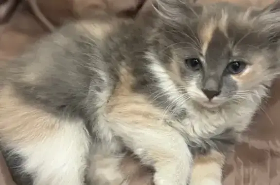 Кошка найдена: Свободная 10б, Тамбов