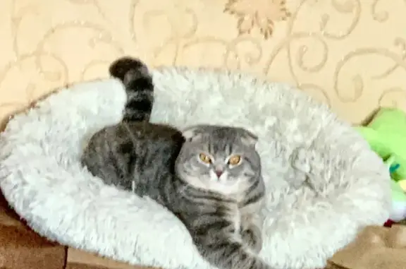 Пропала кошка, Смурякова 7, Ивантеевка