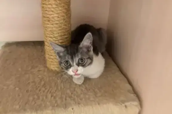 Найдена кошка, ул. Свободная, 11, Тамбов