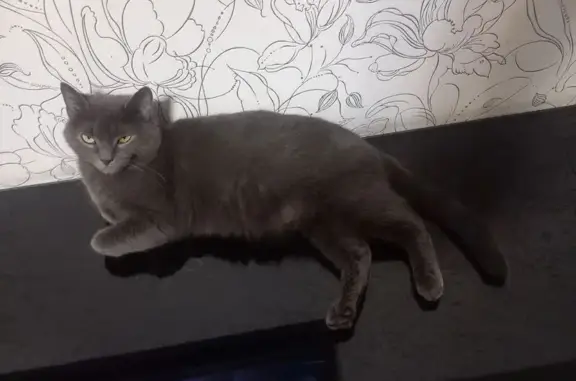 Кошки потеряшки, Челябинск, фото: Потеряшка кошка, ул. Лобырина 5, Челябинск