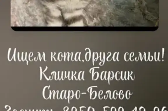 Пропала кошка, Базовая ул. 20б, Белово