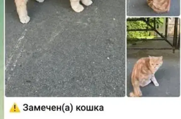 Найдена кошка, Москва, фото: Найдена кошка, Денежный пер., 16, Москва