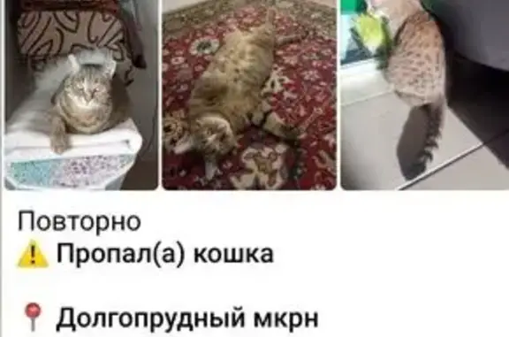 Пропала кошка, Пролетарская 15, Долгопрудный