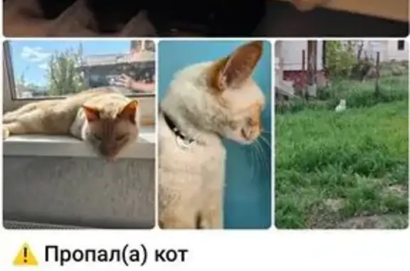 Пропал рыжий кот, Кривцы, МО