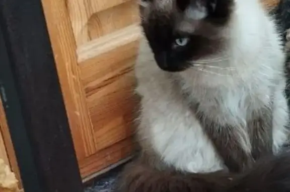 Пропала сиамская кошка, Иваново, Сахалинская 5, 2