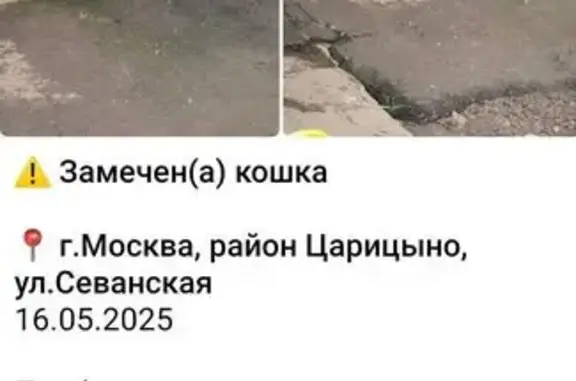 Кошка найдена: Севанская ул, 15, Москва