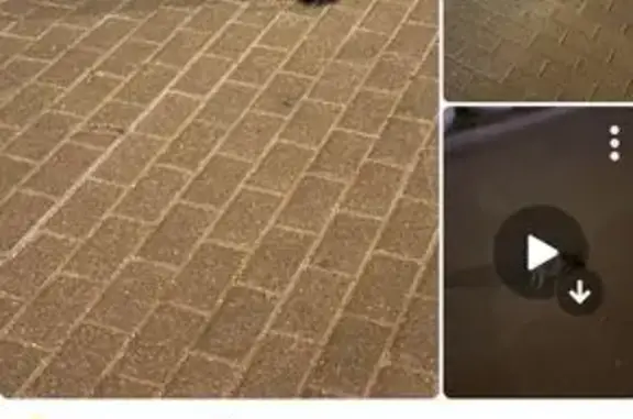 Кошка найдена: Зеленый проспект, 22, Москва