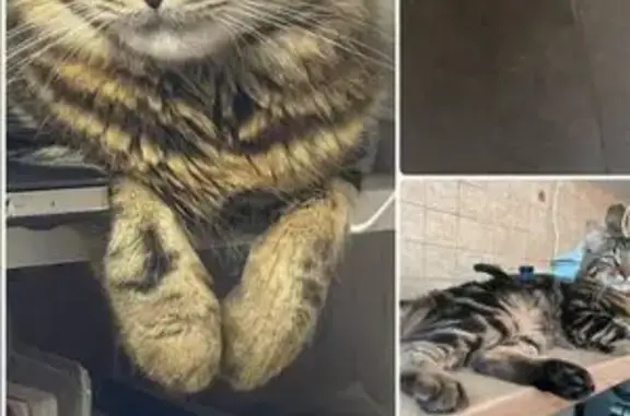 Пропала кошка, Напольный проезд 12, Москва
