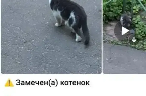 Кошка найдена: Мичуринский пр., 54к5