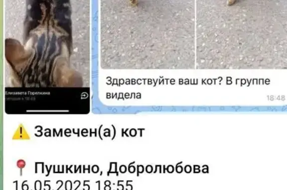 Найдена кошка, Пушкино, фото: Бенгальская кошка найдена, Добролюбова 18