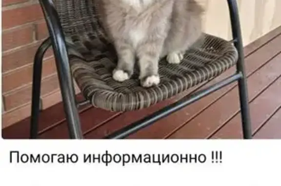 Пропала кошка на Центральной, 75, Братовщина