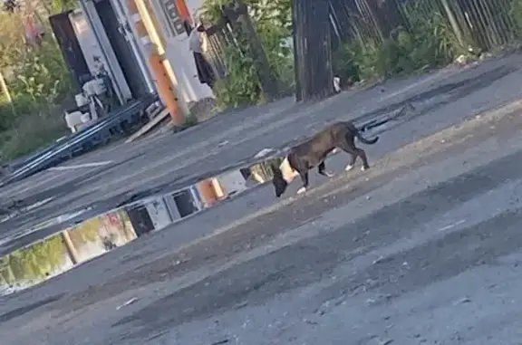 Собака найдена у автомойки, Гражданская 14А