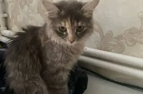 Найдена кошка, Новочебоксарск, фото: Найдена кошка: Пионерская, 6к2, Новочебоксарск