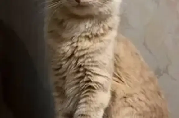 Кошки потеряшки, Красноярск, фото: Потеряшка кошка, Судостроительная 26, Крск