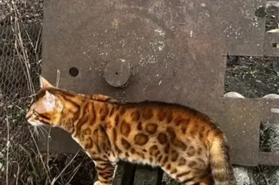 Кошки потеряшки, Шебекино, фото: Потеряшка бенгальская кошка, Шебекино, Лесная 310В