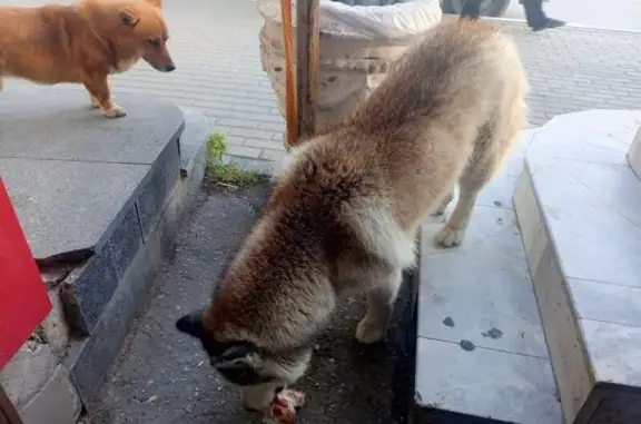 Найдена собака, Севастополь, фото: Хаски найдена у автостанции 