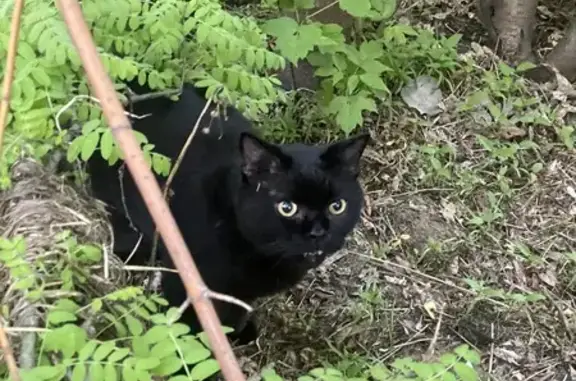 Объявления о пропавших и найденных животных, Екатеринбург, фото: Найдена кошка, ул. Малышева, 126, Екб