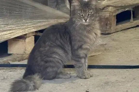 Найдена кошка, ул. Войкова, 6, Москва
