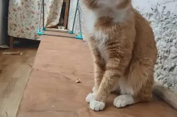 Кошка найдена: ул. Дружбы, 87А