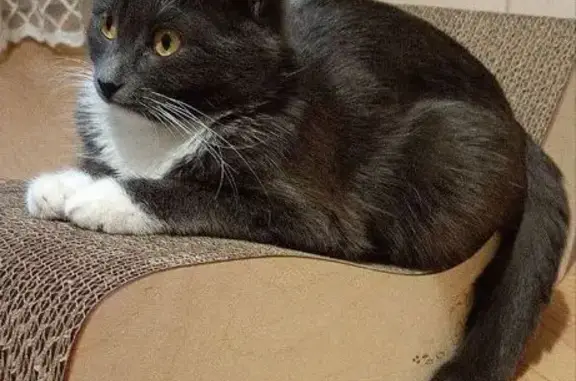 Кошки потеряшки, Можайск, фото: Потеряшка серая кошка, Можайск, ул. 20 Января, 28