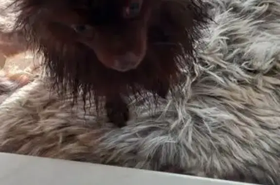 Собака найдена: Тарутинская 231к7, Калуга