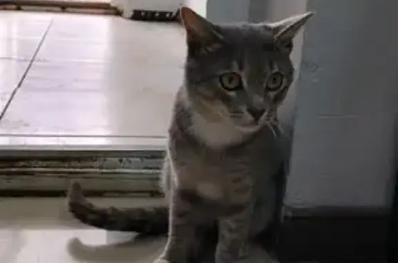 Найденные животные Набережные Челны, фото: Кошка найдена: Автозаводский пр., 59А