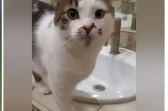 Пропала кошка, Сабурово, СНТ Восход 2
