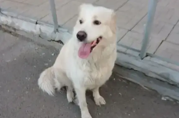 Собака найдена: Солнечная ул., 60