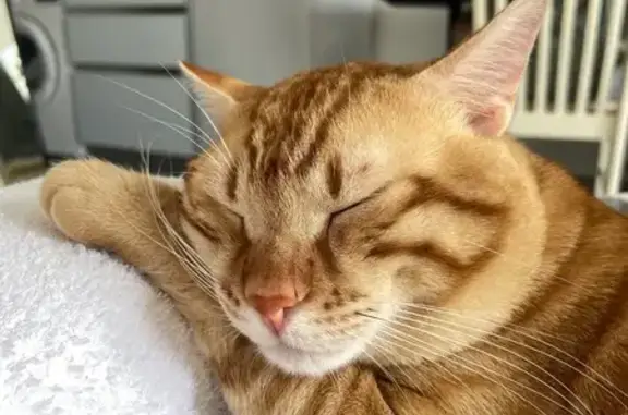 Кошки потеряшки, Калининградская область, фото: Потеряшка кошка, Рябиновка, Калининградская обл.