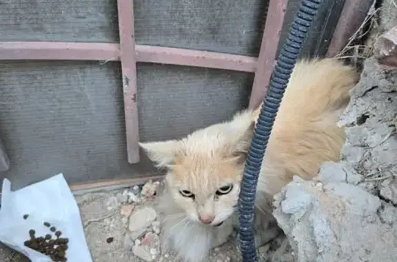 Найдена кошка, Севастополь, фото: Найдена кошка на ул. Готская 26а/11г