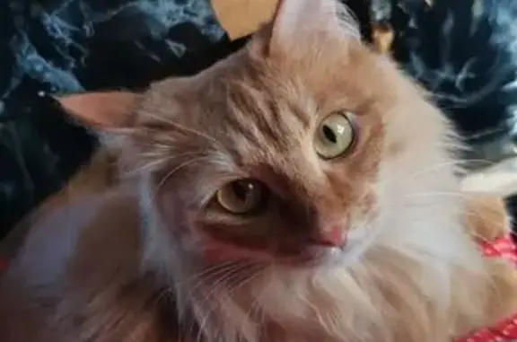 Кошки потеряшки, Маркс, фото: Потеряшка кошка, ул. Карла Маркса, 10